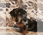 Puppy Puppy 3 Dachshund