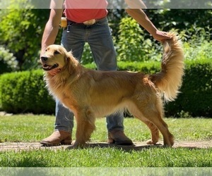 Mother of the Golden Retriever puppies born on 09/14/2025