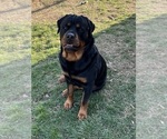 Small Photo #19 Rottweiler Puppy For Sale in BULLS GAP, TN, USA