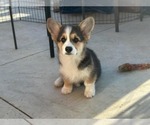 Small #1 Pembroke Welsh Corgi