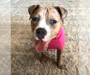 Boxer-Unknown Mix Dogs for adoption in Germanton, TN, USA