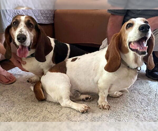 Medium Photo #3 Basset Hound Puppy For Sale in Deepwater, NJ, USA