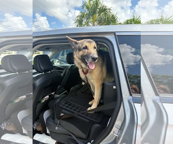 Medium Photo #5 German Shepherd Dog Puppy For Sale in Plantation, FL, USA