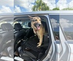 Small #4 German Shepherd Dog