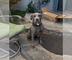 Small #3 American Pit Bull Terrier-Weimaraner Mix