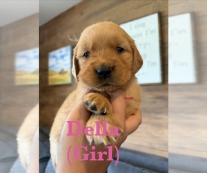 Golden Retriever Puppy for sale in NORTHPORT, WA, USA