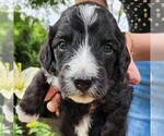 Small #5 F2 Aussiedoodle