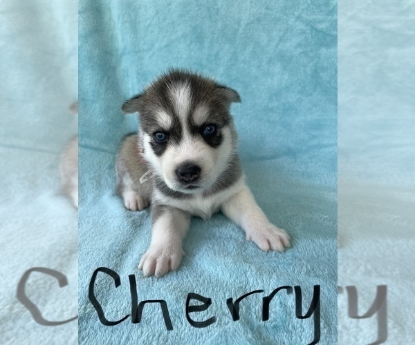 Medium Photo #4 Siberian Husky Puppy For Sale in POQUOSON, VA, USA