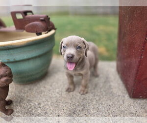 Buffy - Female Labrador Retriever-Unknown Mix Dog for Adoption - Photo #7