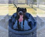 Small #1 American Pit Bull Terrier Mix