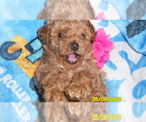 Poodle (Toy) Puppy for sale in DULUTH, GA, USA