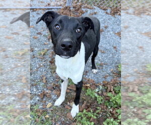Howdy - Male Mutt Dog for Adoption - Photo #3