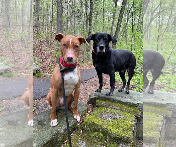 Medium Photo #7 American Pit Bull Terrier-Blue Lacy Mix Puppy For Sale in Rockaway, NJ, USA