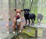 Small #6 American Pit Bull Terrier-Blue Lacy Mix