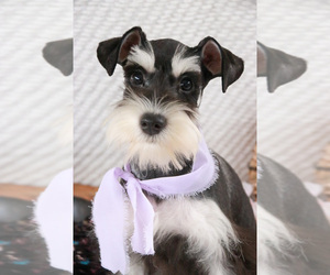 Schnauzer (Miniature) Puppy for sale in SYRACUSE, IN, USA