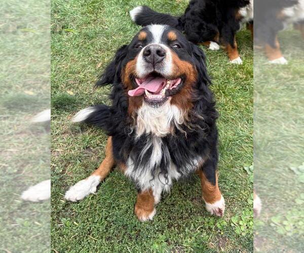 Medium Photo #1 Bernese Mountain Dog Puppy For Sale in OLDTOWN, ID, USA