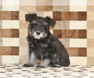 Schnauzer (Miniature) Puppy for sale in DENVER, PA, USA