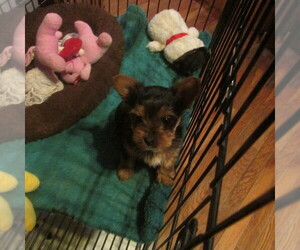 Yorkshire Terrier Puppy for Sale in LEAVENWORTH, Indiana USA