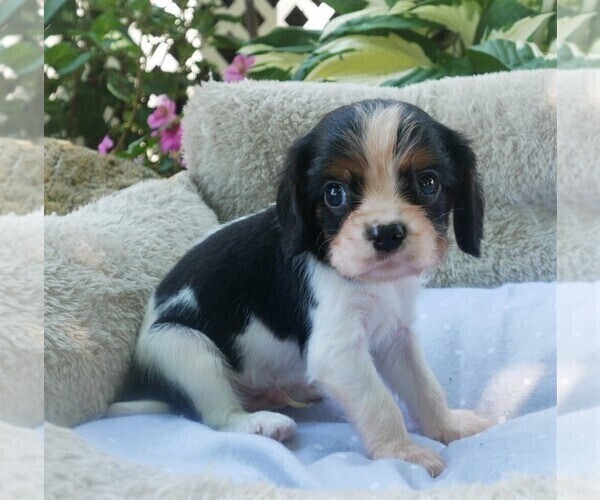 Medium Photo #8 Cavalier King Charles Spaniel Puppy For Sale in SCOTTVILLE, MI, USA