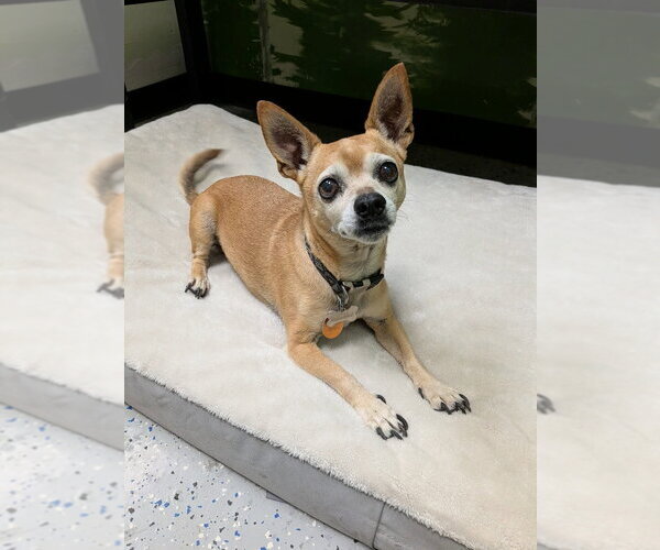 Medium Photo #1 Chihuahua-Unknown Mix Puppy For Sale in Salt Lake City, UT, USA