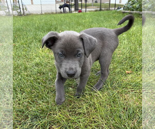 Medium Photo #3 American Pit Bull Terrier-Unknown Mix Puppy For Sale in Fargo, ND, USA