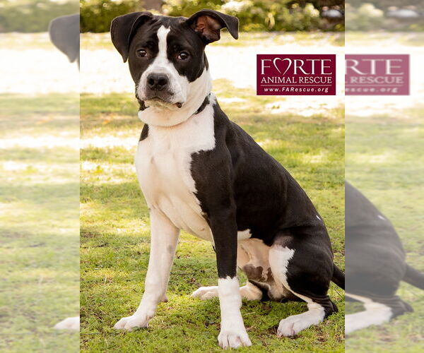 Medium Photo #17 American Staffordshire Terrier-Boston Terrier Mix Puppy For Sale in Marina del Rey, CA, USA