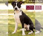 Small #16 American Staffordshire Terrier-Boston Terrier Mix