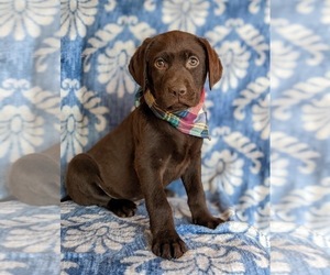 Labrador Retriever Puppy for sale in BRIDGETON, PA, USA
