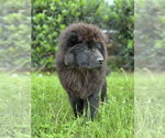 Small #4 Chow Chow