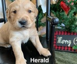 Puppy Herald Golden Retriever