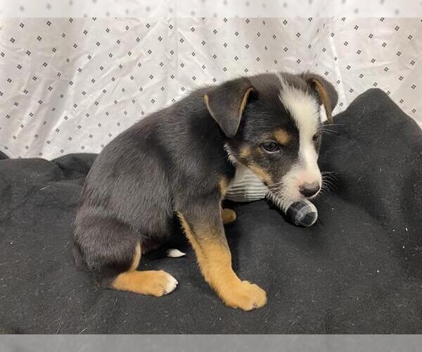 Medium Photo #1 Australian Shepherd-Unknown Mix Puppy For Sale in Modesto, CA, USA