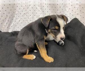 Australian Shepherd-Unknown Mix Dogs for adoption in Modesto, CA, USA