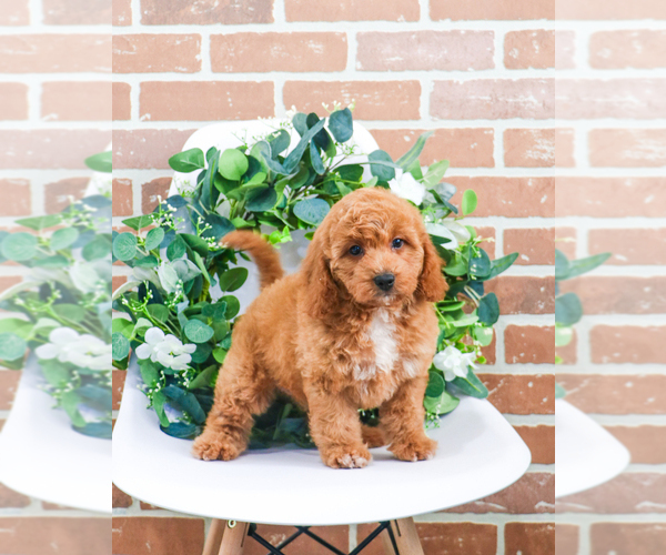 Medium Photo #7 Goldendoodle Puppy For Sale in SYRACUSE, IN, USA
