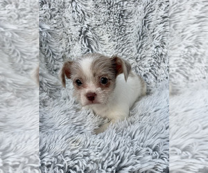 ShiChi Puppy for sale in ROANOKE, IL, USA