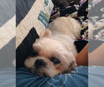 Small #1 Shih Tzu