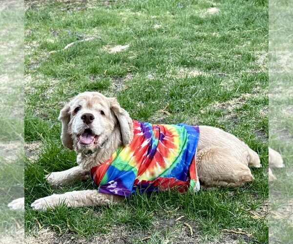 Medium Photo #19 Cocker Spaniel Puppy For Sale in Fargo, ND, USA