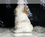 Small Photo #47 Maltipoo Puppy For Sale in WARSAW, IN, USA