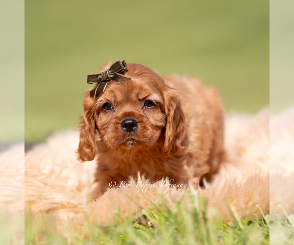 Medium Photo #3 Cavalier King Charles Spaniel Puppy For Sale in WARSAW, IN, USA