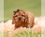 Small #2 Cavalier King Charles Spaniel