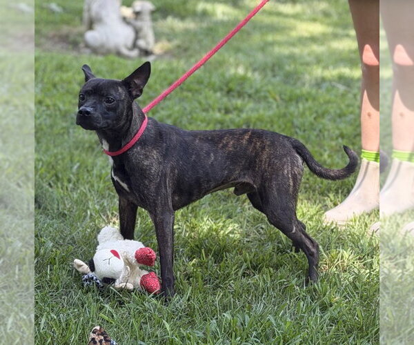 Medium Photo #2 Boston Terrier Puppy For Sale in Yardley, PA, USA