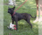 Small #1 Boston Terrier
