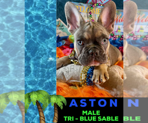 French Bulldog Puppy for sale in HEATHROW, FL, USA