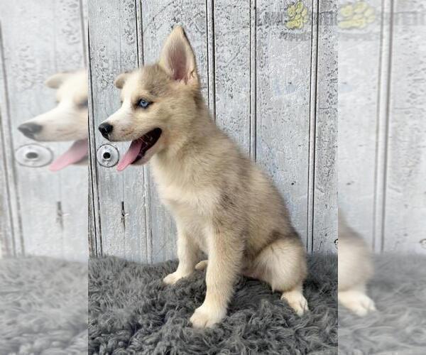 Medium Photo #5 Pomsky Puppy For Sale in LOUISVILLE, KY, USA