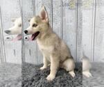 Small Photo #5 Pomsky Puppy For Sale in LOUISVILLE, KY, USA