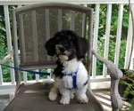 Small Photo #1 Havanese Puppy For Sale in WINSTON SALEM, NC, USA