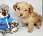 Puppy Pup 2 Flounder Poodle (Toy)-Yorkshire Terrier Mix