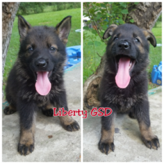 German Shepherd Dog Puppy for sale in NEW CANEY, TX, USA