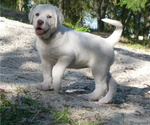 Puppy 6 Akbash Dog