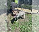 Small #3 Mutt