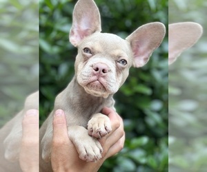 French Bulldog Dog for Adoption in METUCHEN, New Jersey USA